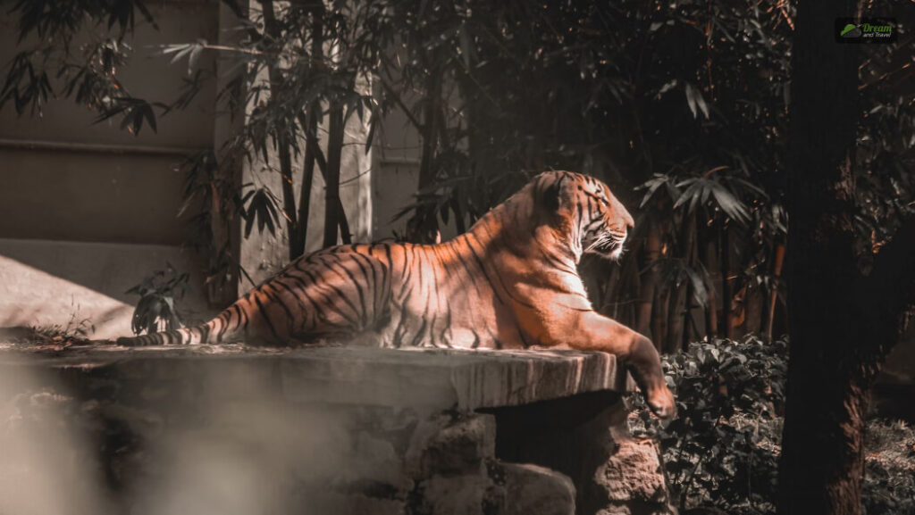 What Are The Animals In Mysore Zoo_ (With Other Attractions In The Zoo) 