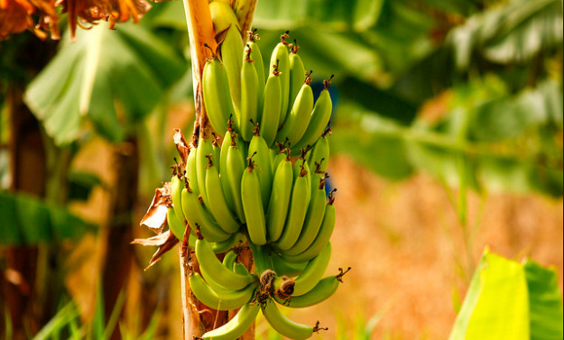 banana plantation 