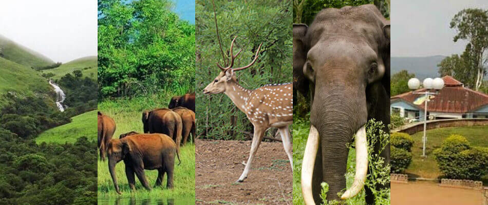Koyna Wildlife Sanctuary In Maharashtra - Tour And Travel