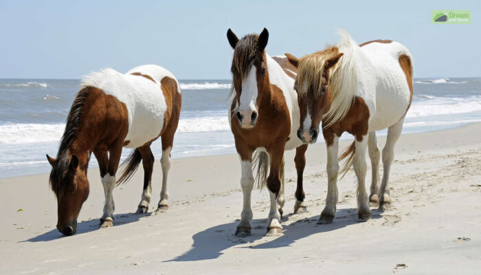 Best Time To Visit Chincoteague