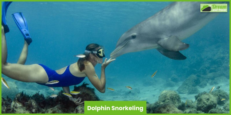 Dolphin Snorkeling