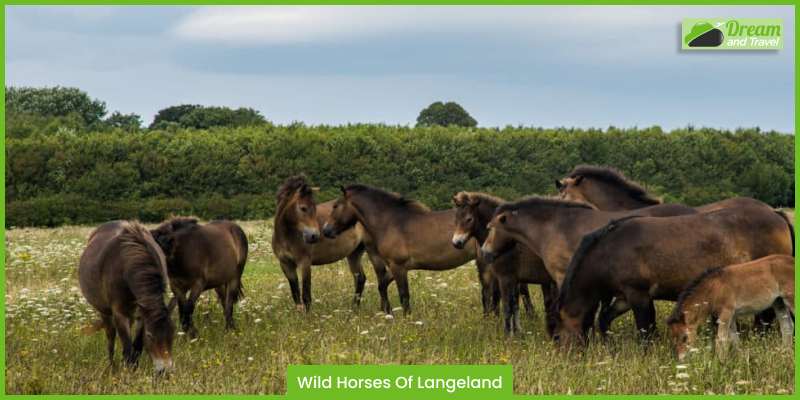 Wild Horses Of Langeland