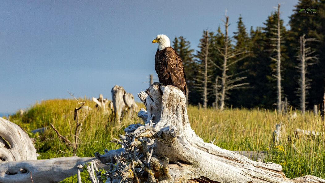 Kachemak Bay Wildlife Tour