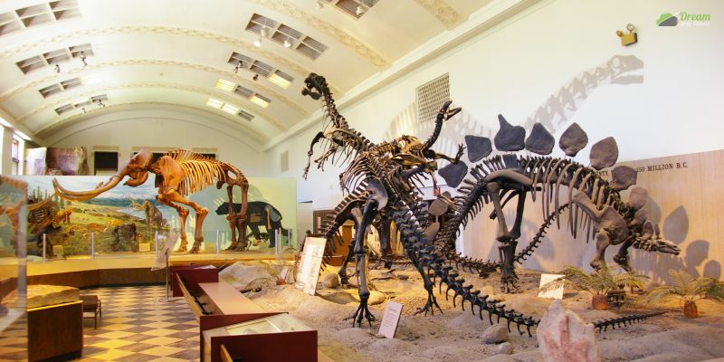 Natural History Museum Of Utah