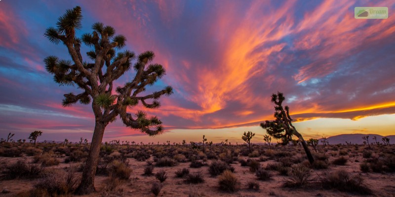 Joshua Tree National Park, California