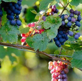 best wineries in Northern Virginia