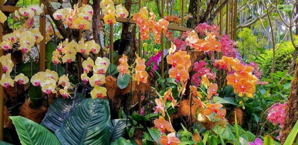 Orchid garden
