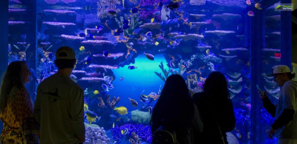 Tennessee Aquarium