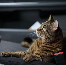 How To Prepare Your Cat For A Road Trip