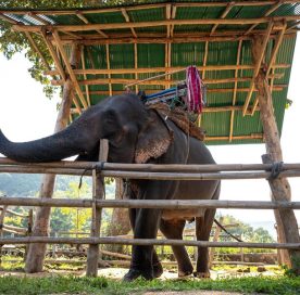 Chiang Mai's Top-Rated Elephant