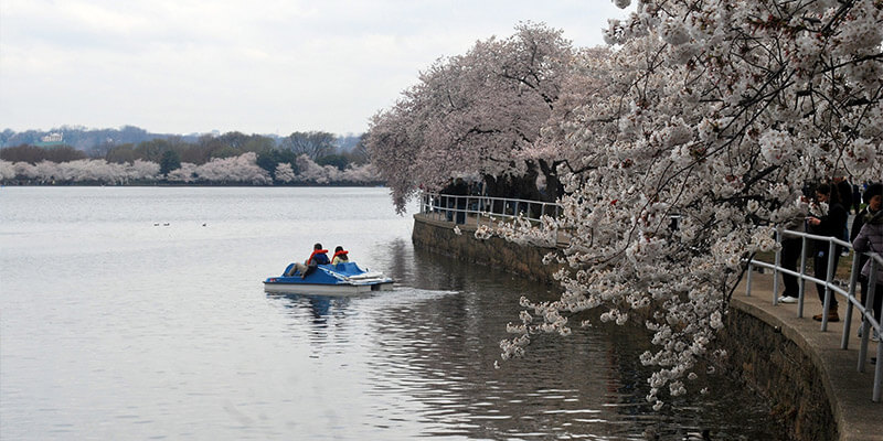 Chill-by-the-Tidal-Basin