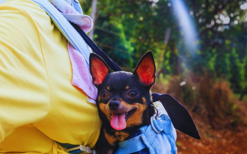 Travelling with dog