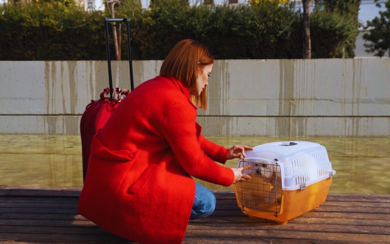 Dog Travel Essentials Checklist