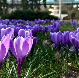 Springtime In the UK