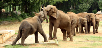 Mysore Zoo