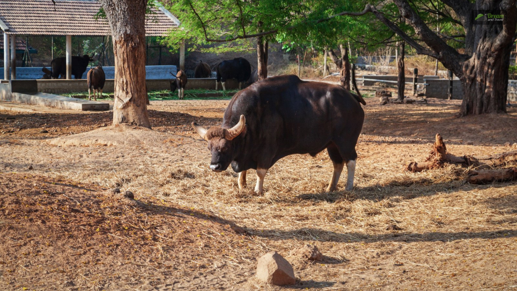 When Was The Mysore Zoo Established_ What Is The History Of Mysore Zoo_
