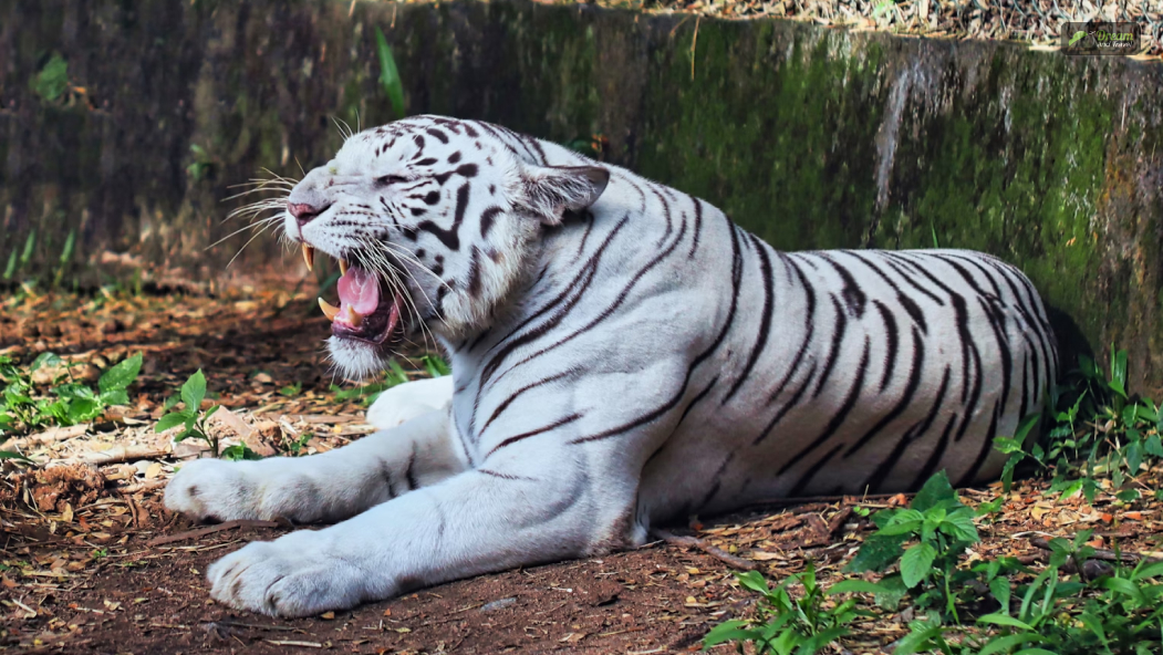 Bannerghatta Biological Park_ A Notable Eco Conservation Hub