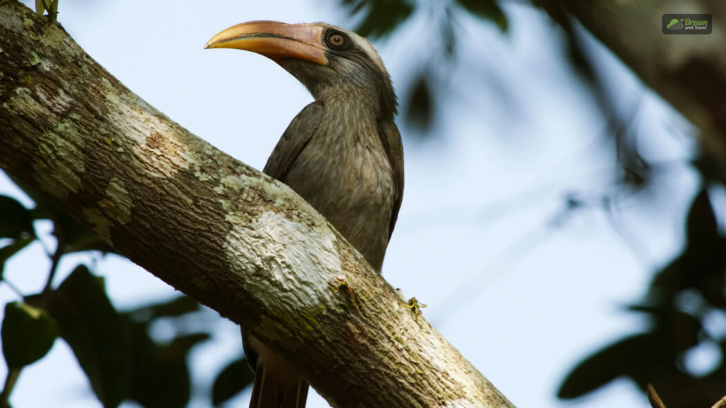 Dandeli Wildlife Sanctuary