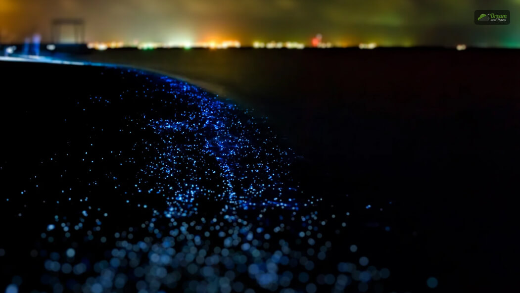 How To Enhance Your Experience At A Bioluminescence Beach