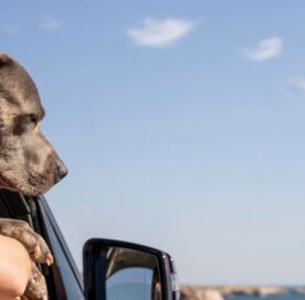 How To Train Your Dog For Traveling
