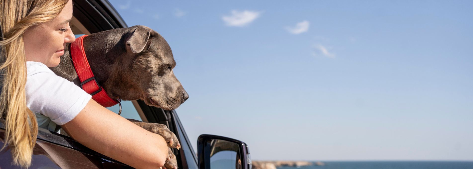 How To Train Your Dog For Traveling