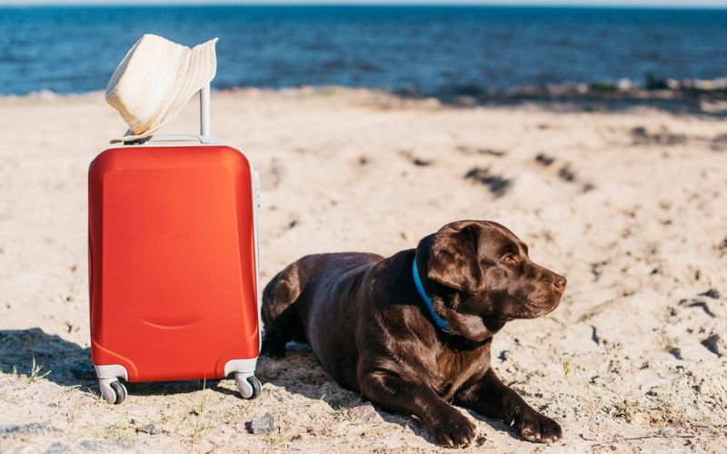 How To Train Your Dog For Traveling