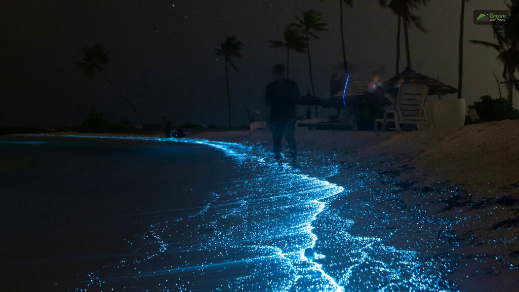 What Is A Bioluminescence Beach