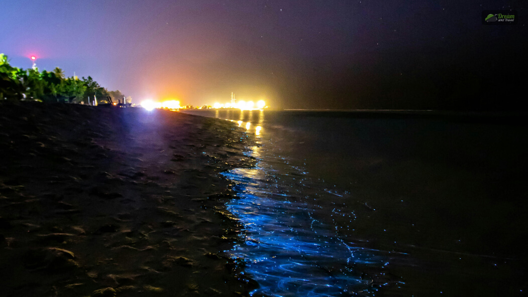 Which Is The Best Time To See Bioluminescence On A Beach