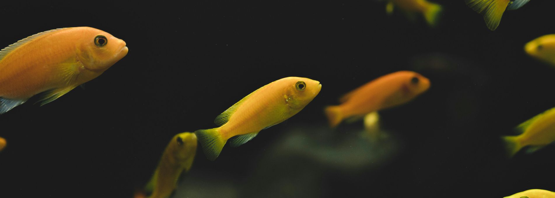 Aquaria KLCC Malaysia