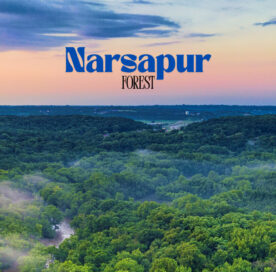 Narsapur Forest