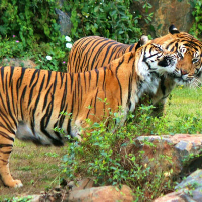 Vantara Zoo Ticket Price