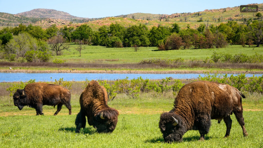 Wichita Mountains Wildlife Refuge