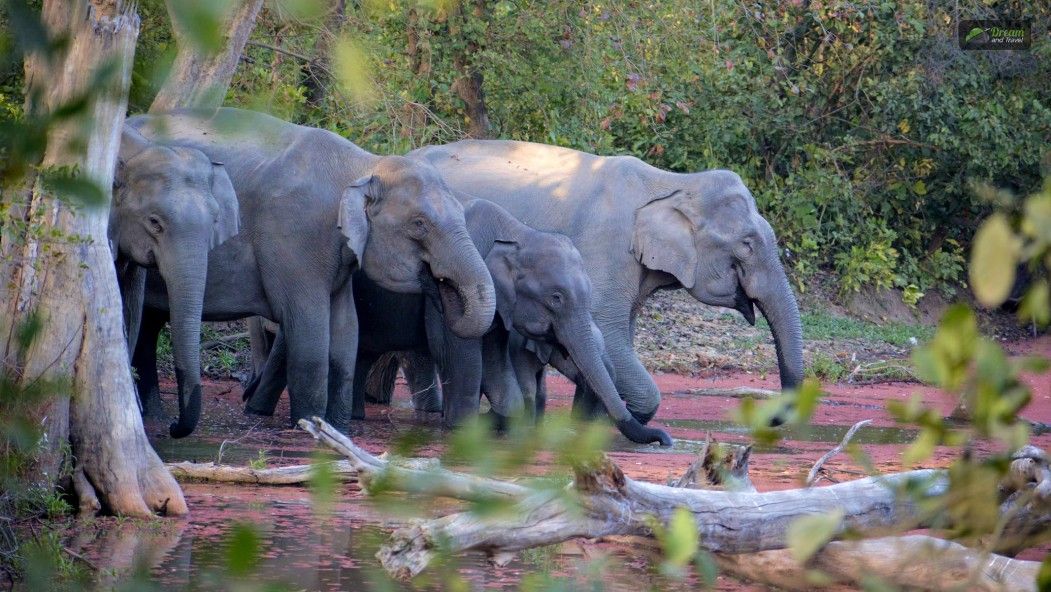 Corbet National Park